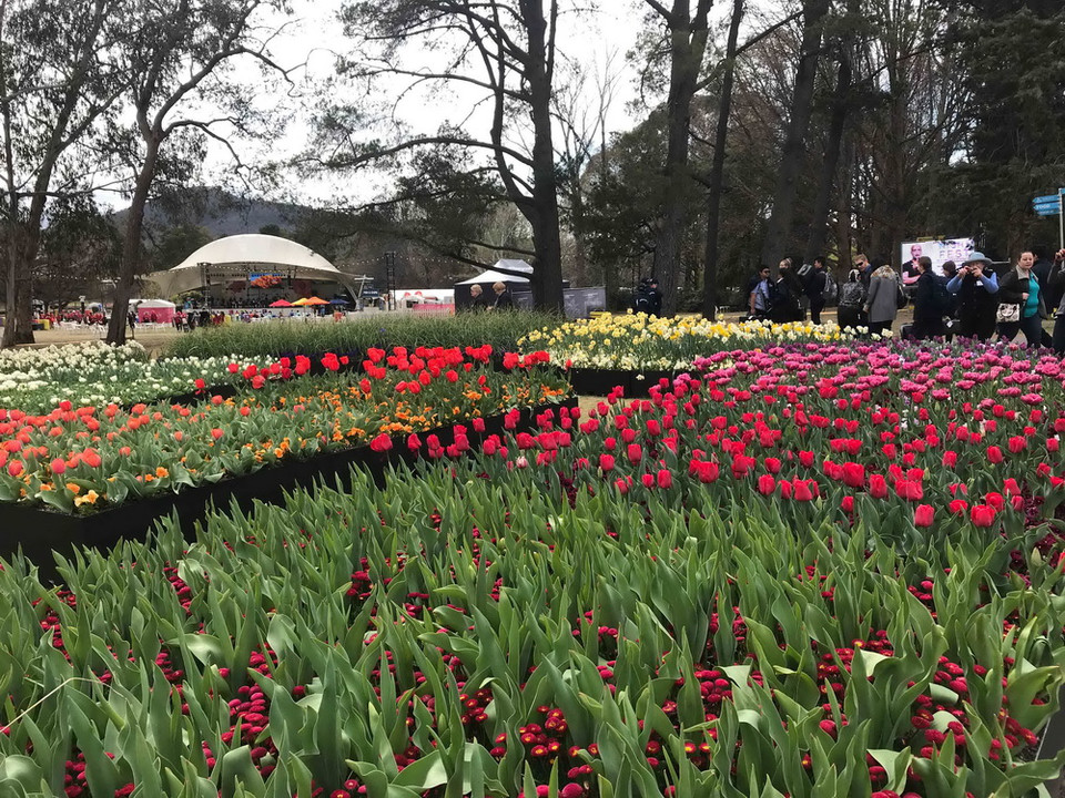Lễ hội hoa xuân đặc sắc Floriade 2018 trưng bày hơn 1 triệu loài hoa và thực vật trong khuôn viên rộng 8.000m2 tại trung tâm thủ đô Canberra của Australia. (Ảnh: Khánh Linh/Vietnam+)