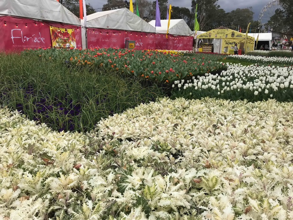 Đến với Lễ hội hoa năm nay, du khách được thỏa sức ngắm nhìn những cánh rừng hoa tulip, cúc, thủy tiên, dạ hương lan, diên vĩ, violet…đủ màu sắc tỏa hương thơm ngát. (Ảnh: Khánh Linh/Vietnam+)