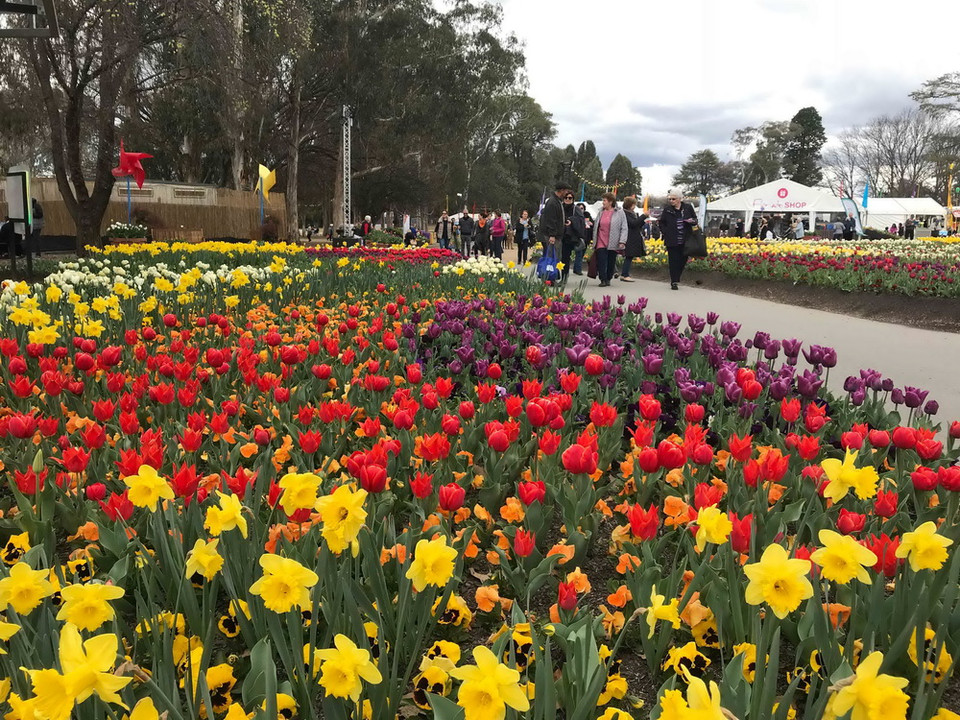 Đến với Lễ hội hoa năm nay, du khách được thỏa sức ngắm nhìn những cánh rừng hoa tulip, cúc, thủy tiên, dạ hương lan, diên vĩ, violet…đủ màu sắc tỏa hương thơm ngát.(Ảnh: Khánh Linh/Vietnam+)