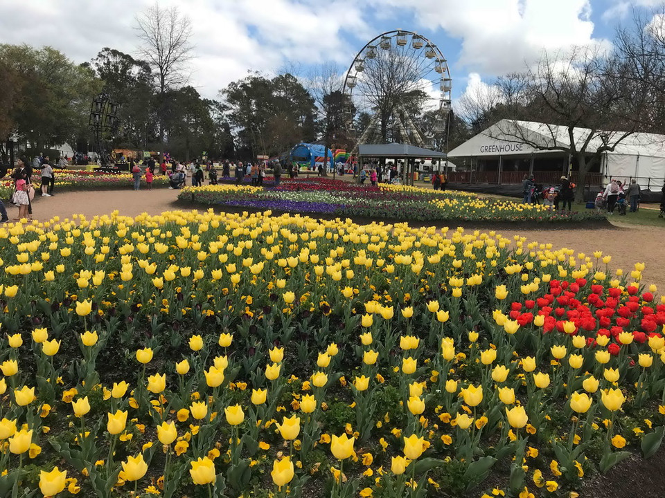 Đến với Lễ hội hoa năm nay, du khách được thỏa sức ngắm nhìn những cánh rừng hoa tulip, cúc, thủy tiên, dạ hương lan, diên vĩ, violet…đủ màu sắc tỏa hương thơm ngát. (Ảnh: Khánh Linh/Vietnam+)