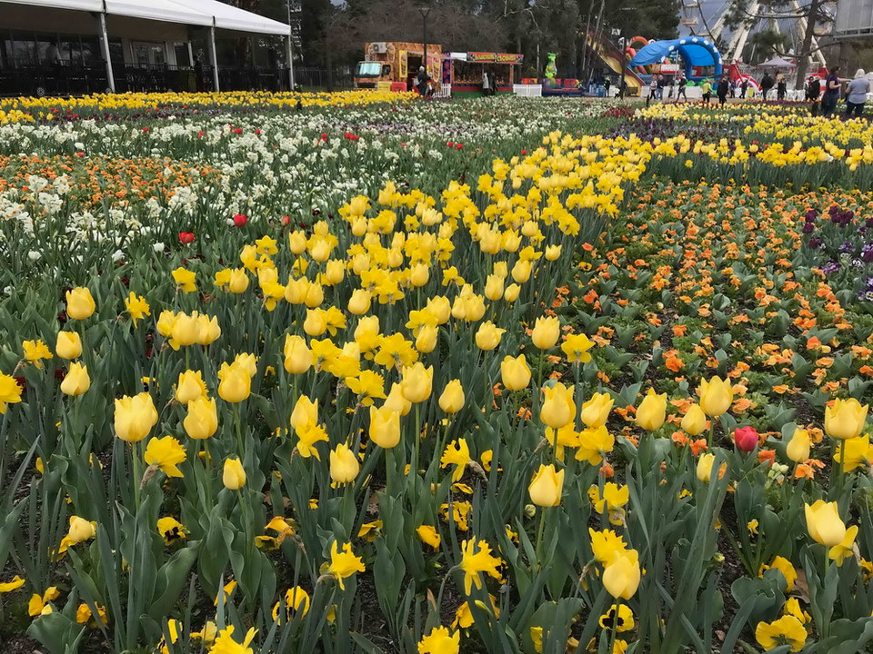 Đến với Lễ hội hoa năm nay, du khách được thỏa sức ngắm nhìn những cánh rừng hoa tulip, cúc, thủy tiên, dạ hương lan, diên vĩ, violet…đủ màu sắc tỏa hương thơm ngát.(Ảnh: Khánh Linh/Vietnam+)