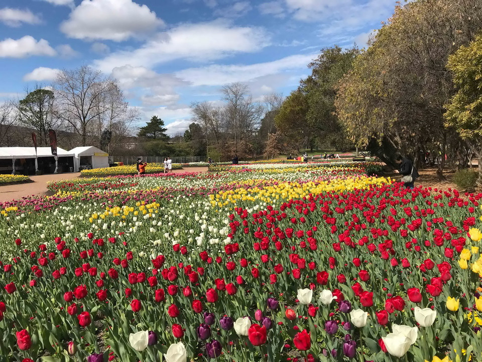 Lễ hội hoa xuân Floriade đã trở thành một lễ hội hoa đặc trưng của Canberra và là lễ hội mùa xuân quan trọng nhất của Australia, thu hút nửa triệu lượt người mỗi năm. (Ảnh: Khánh Linh/Vietnam+)