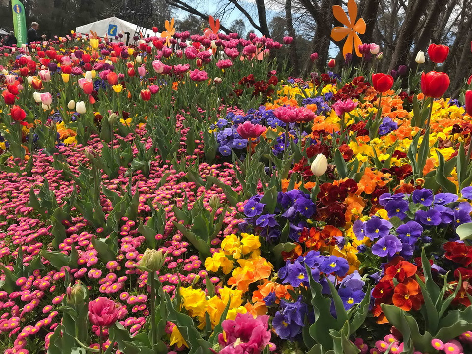 Lễ hội hoa xuân đặc sắc Floriade 2018 trưng bày hơn 1 triệu loài hoa và thực vật trong khuôn viên rộng 8.000m2 tại trung tâm thủ đô Canberra của Australia. (Ảnh: Khánh Linh/Vietnam+)