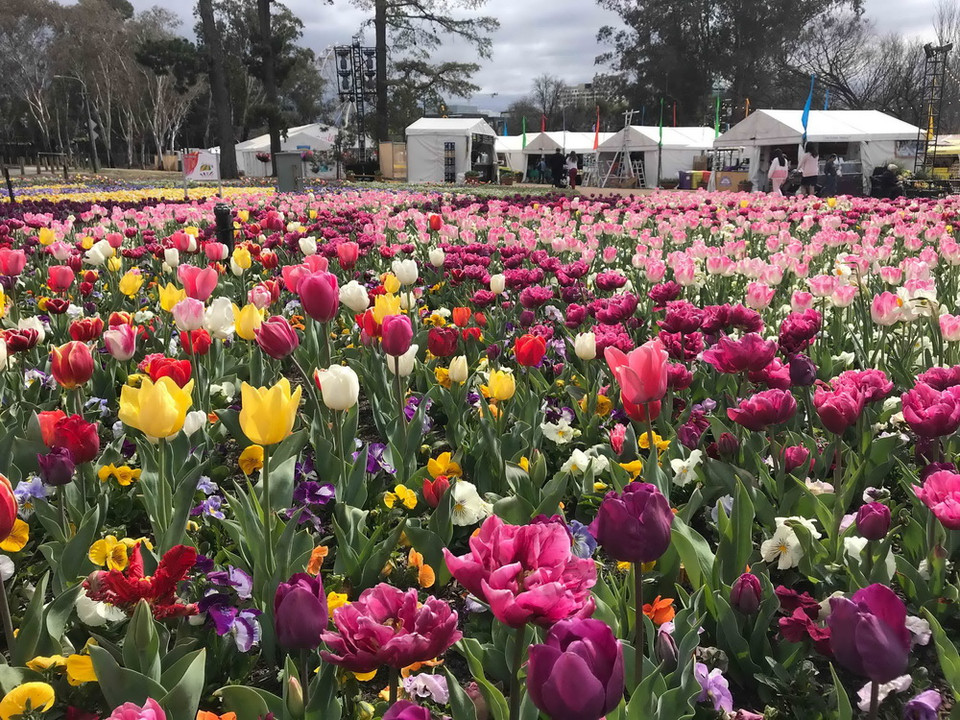 Lễ hội hoa xuân đặc sắc Floriade 2018 trưng bày hơn 1 triệu loài hoa và thực vật trong khuôn viên rộng 8.000m2 tại trung tâm thủ đô Canberra của Australia. (Ảnh: Khánh Linh/Vietnam+)