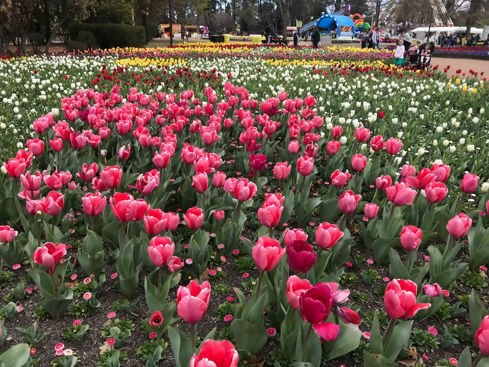 Đến với Lễ hội hoa năm nay, du khách được thỏa sức ngắm nhìn những cánh rừng hoa tulip, cúc, thủy tiên, dạ hương lan, diên vĩ, violet…đủ màu sắc tỏa hương thơm ngát.