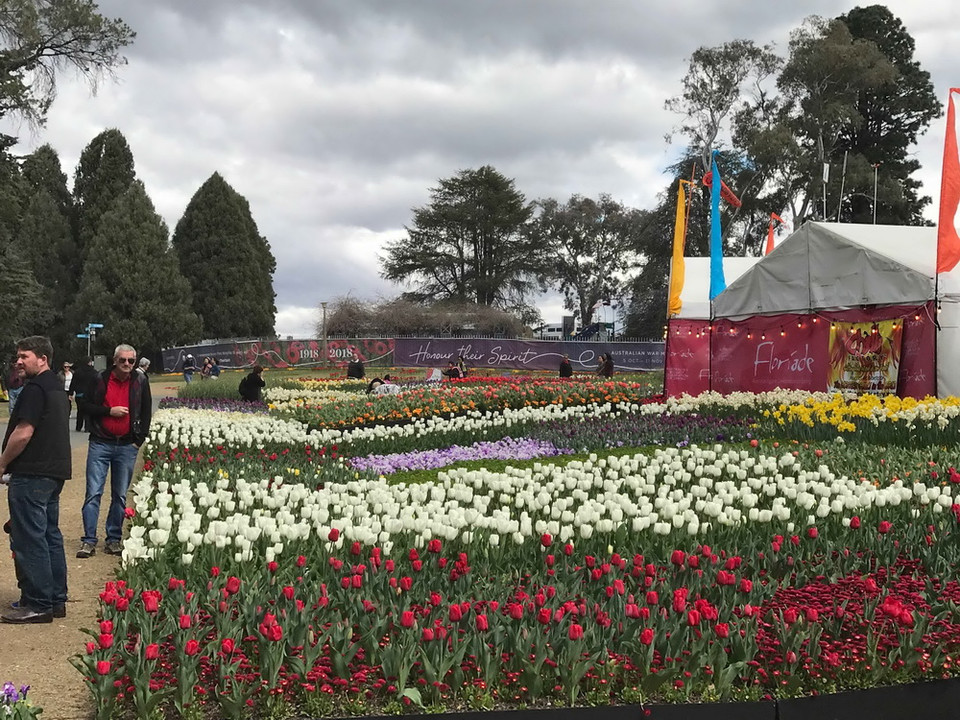 Lễ hội hoa xuân Floriade đã trở thành một lễ hội hoa đặc trưng của Canberra và là lễ hội mùa xuân quan trọng nhất của Australia, thu hút nửa triệu lượt người mỗi năm. (Ảnh: Khánh Linh/Vietnam+)