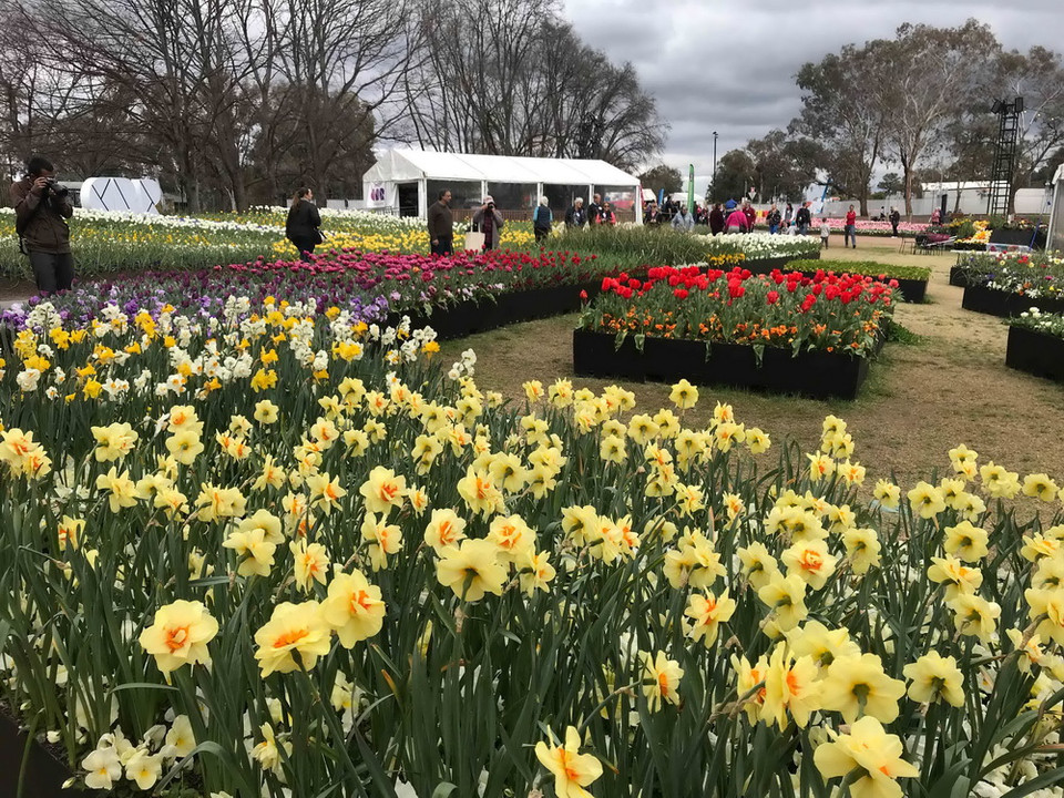 Đến với Lễ hội hoa năm nay, du khách được thỏa sức ngắm nhìn những cánh rừng hoa tulip, cúc, thủy tiên, dạ hương lan, diên vĩ, violet…đủ màu sắc tỏa hương thơm ngát. (Ảnh: Khánh Linh/Vietnam+)