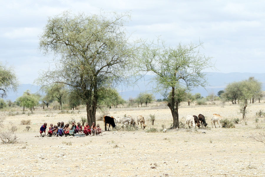 Bên ngoài ngôi làng, dưới những tán cây, trẻ em người Maasai quần tụ chơi đùa. (Ảnh: T.H/Vietnam+)
