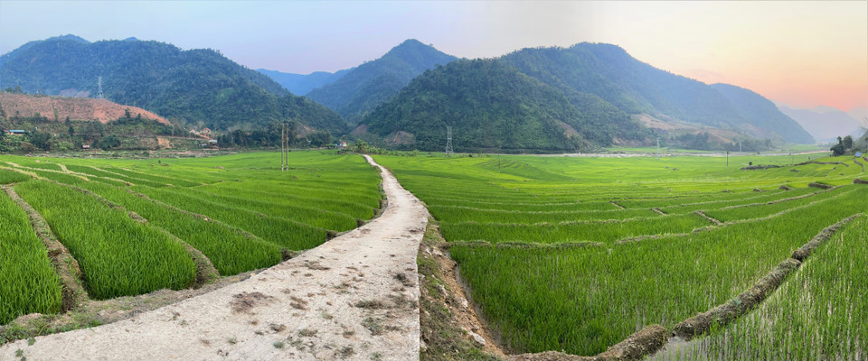 Con đường vào bản hai bên là ruộng bậc thang mạ non mơ mởn. (Ảnh: Nguyễn Oanh/TTXVN)