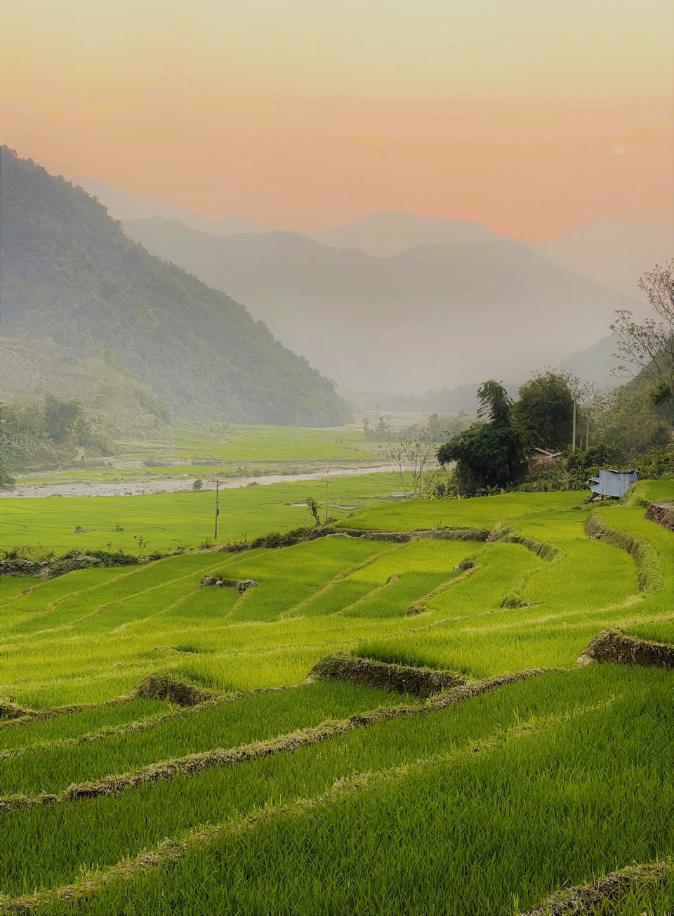 Màu xanh của mạ non phủ kín ruộng bậc thang. (Ảnh: Nguyễn Oanh/TTXVN)