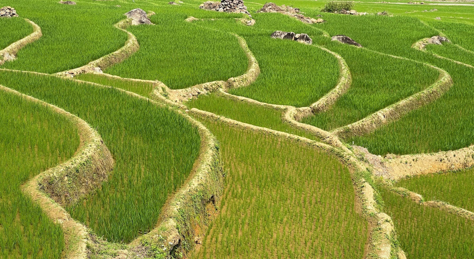 Vẻ đẹp của ruộng bậc thang mùa mạ non nơi biên giới huyện Mường Tè, tỉnh Lai Châu. (Ảnh: Nguyễn Oanh/TTXVN)