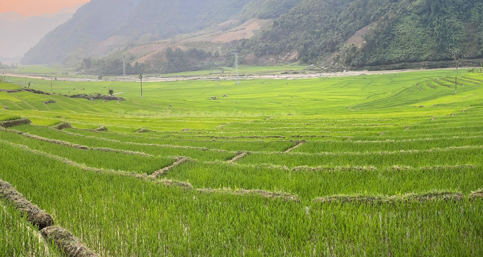 Một màu xanh mướt trải dài. (Ảnh: Nguyễn Oanh/TTXVN)