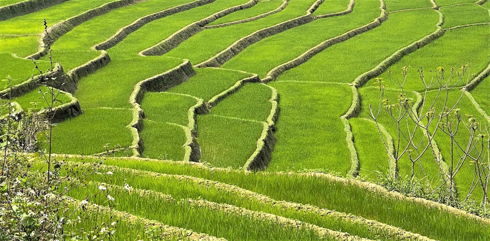 Những thửa ruộng bậc thang xanh mướt. (Ảnh: Nguyễn Oanh/TTXVN)