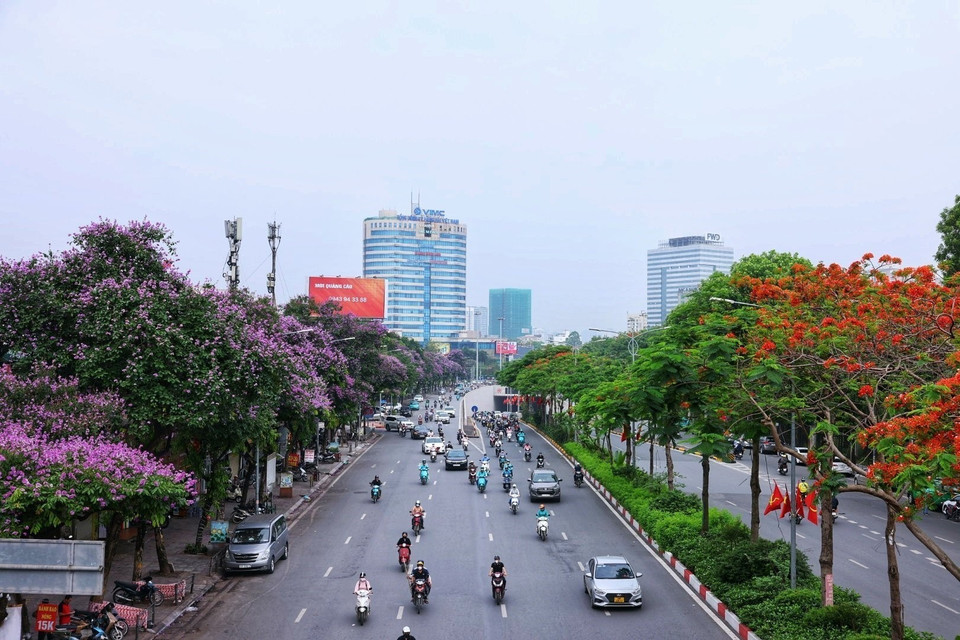 Những con phố của Hà Nội rực rỡ giữa mùa hoa tháng 5. (Ảnh: Tuấn Anh/TTXVN)