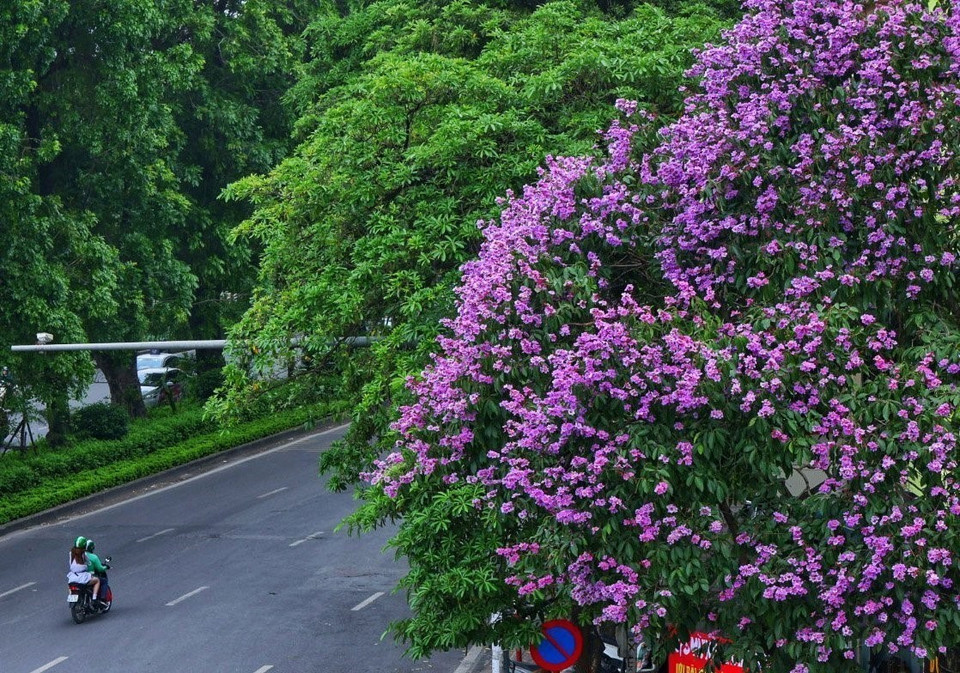 Sắc bằng lăng nhuộm tím góc phố. (Ảnh: Tuấn Anh/ TTXVN)