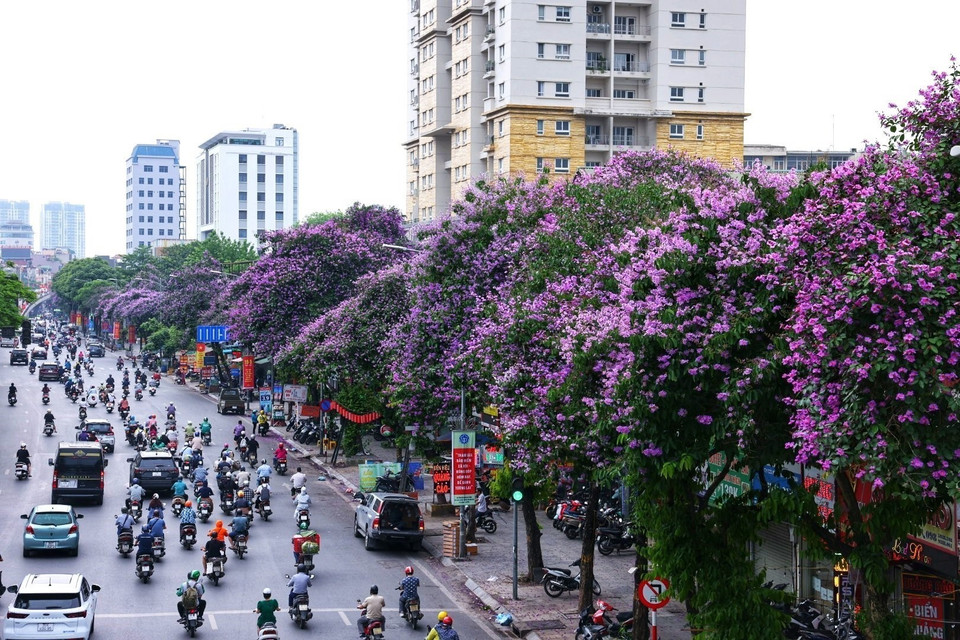 Dọc đường Đại Cồ Việt tím lịm sắc hoa bằng lăng. (Ảnh: Tuấn Anh/TTXVN)