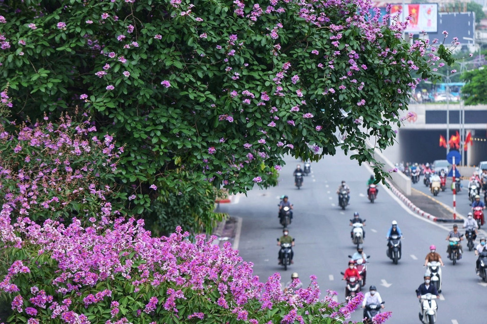 Người dân Hà Nội thưởng lãm mùa hoa bằng lăng trên mọi nẻo đường. (Ảnh: Tuấn Anh/TTXVN)