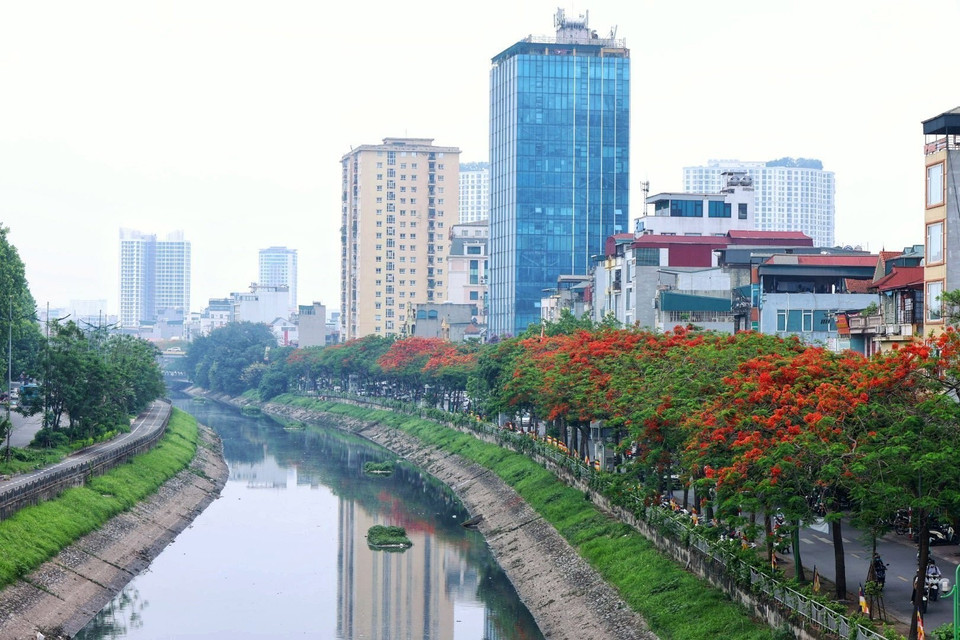 Dọc sông Tô Lịch,hoa phượng rực sắc đỏ chào hè. (Ảnh: Tuấn Anh/TTXVN)