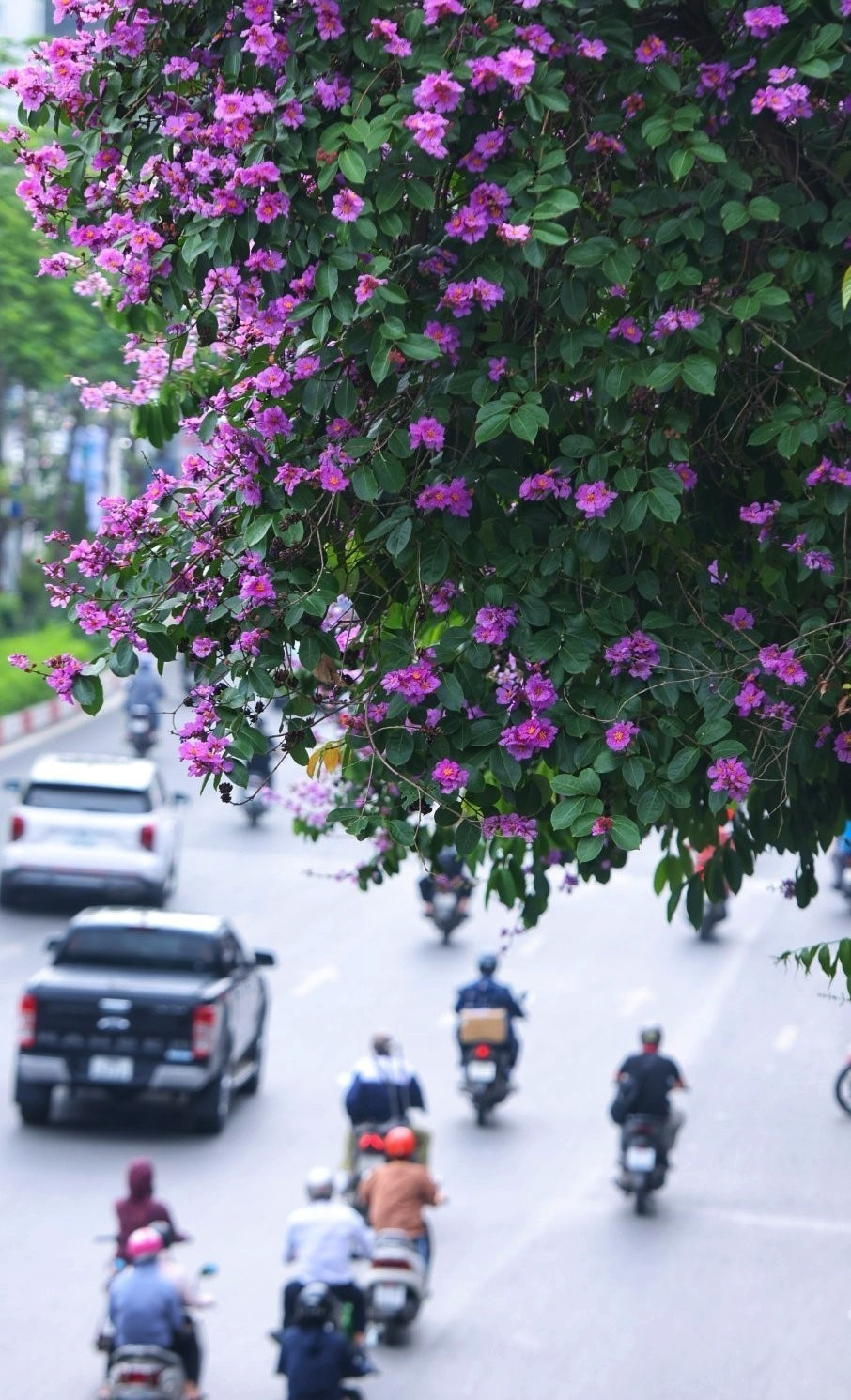 Những con đường rực sắc tím bằng lăng. (Ảnh: Tuấn Anh/TTXVN)