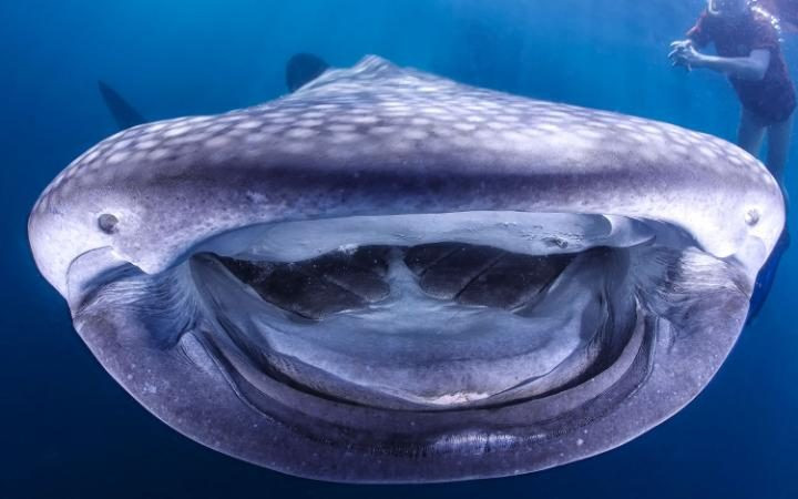 Nhiếp ảnh gia dưới nước Markus Roth ghi lại chiếc miệng đáng yêu của con cá mập voi ở Triton Bay, Indonesia. (Nguồn: Caters)