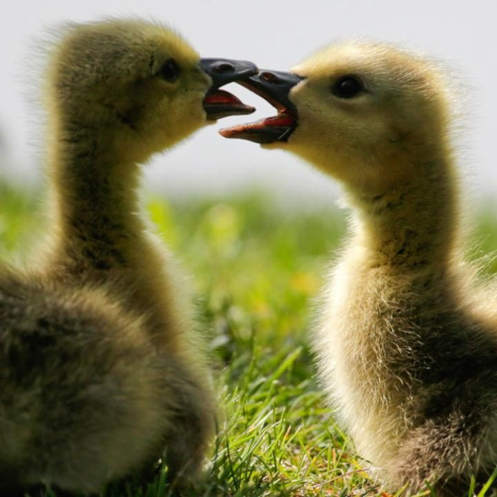 Hai con ngỗng Canada chơi đùa ở Buckingham Lake Park tại Albany, New York, Mỹ. (Nguồn: AP)