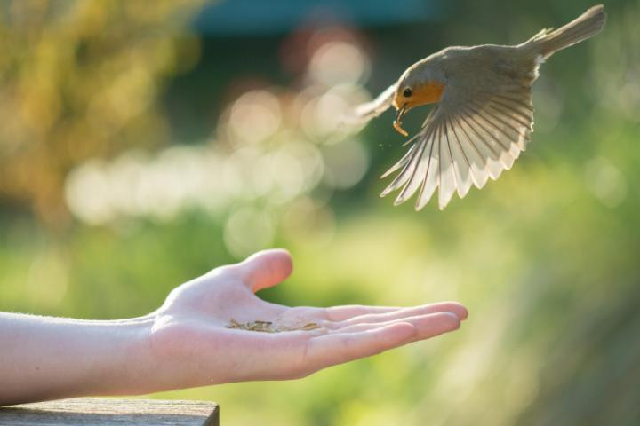 Con chim Robin ăn những chú sâu từ tay người dân ở Stirlingshire, Scotland. (Nguồn: Alamy)