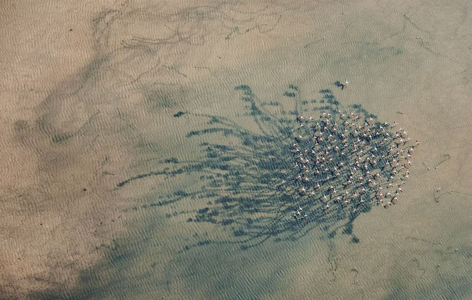 Những con chim hồng hạc ở công viên quốc gia Donana, Tây Ban Nha được chụp từ trên cao. (Nguồn: NatGeo)