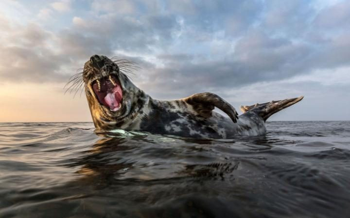 Con hải cẩu tạo dáng trên một tảng đá ở Helgoland. (Nguồn: Caters)