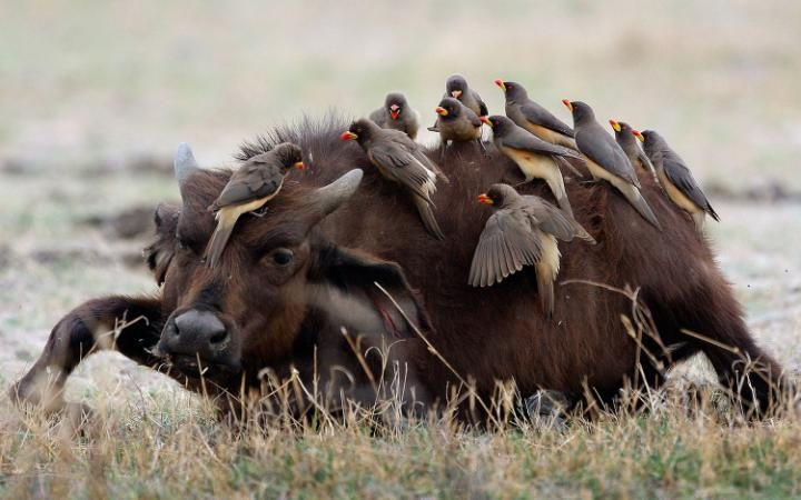 15 con chim oxpecker đậu trên người chú nghé ở Duba. (Nguồn: Caters)