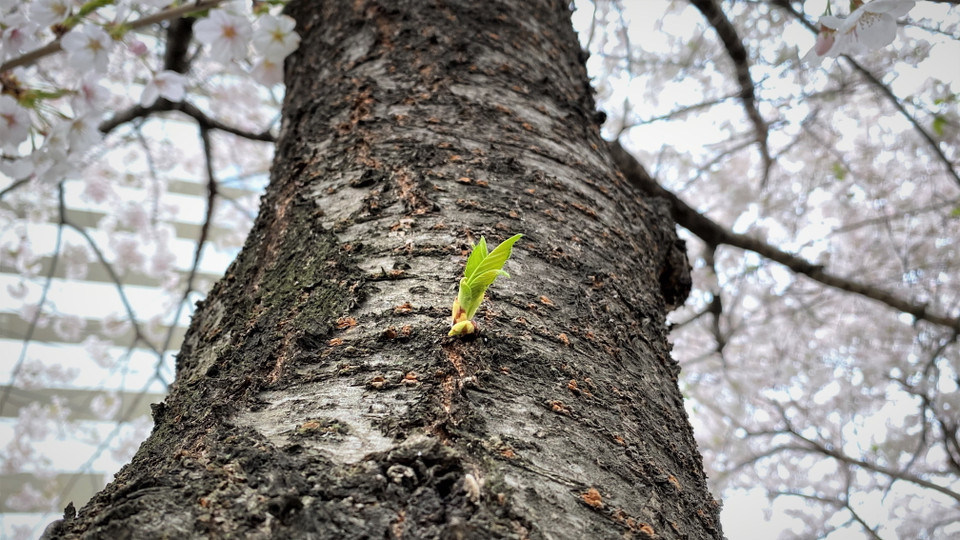 (Ảnh: Anh Nguyên/Vietnam+)