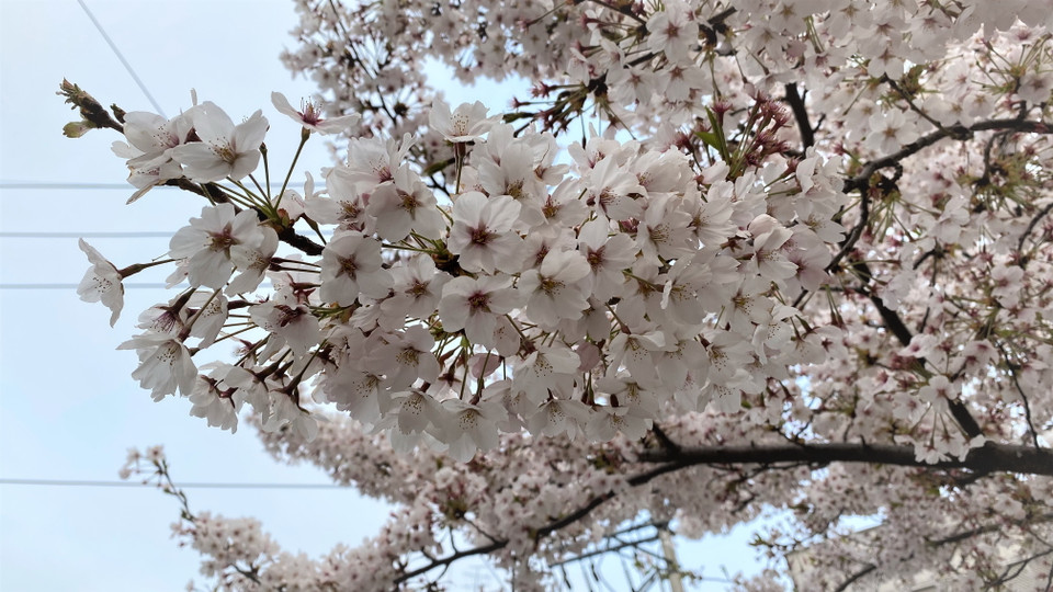  Lễ hội là sự kết hợp giữa việc ngắm hoa anh đào cùng với các chương trình văn hóa khác nhau quanh khu vực 2,54 km phía Đông và phía Tây hồ Seokchon. (Ảnh: Anh Nguyên/Vietnam+)