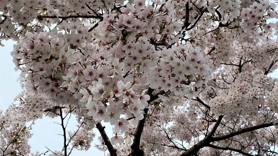 Tuy nhiên, do dịch COVID-19, nhiều người dân không có cơ hội đến ngắm trực tiếp hoa anh đào. (Ảnh: Anh Nguyên/Vietnam+)