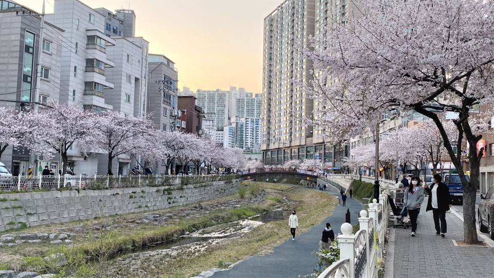 Những hàng cây hoa anh đào ven hồ Seokchon yêu kiều bung nở được ghi lại một cách sống động nhằm giúp người dân Hàn Quốc - vốn đang thực hiện giãn cách xã hội - vẫn có thể được chiêm ngưỡng. (Ảnh: Anh Nguyên/Vietnam+)