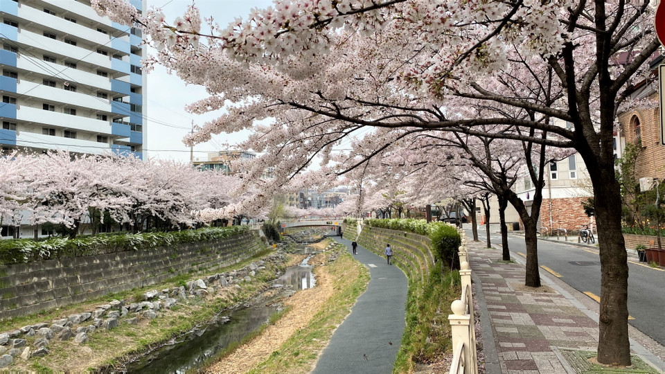 Hoa Anh đào đang bắt đầu nở rộ dọc hai bên dòng suối nhân tạo thơ mộng chảy giữa lòng Thủ đô Seoul. (Ảnh: Anh Nguyên/Vietnam+)