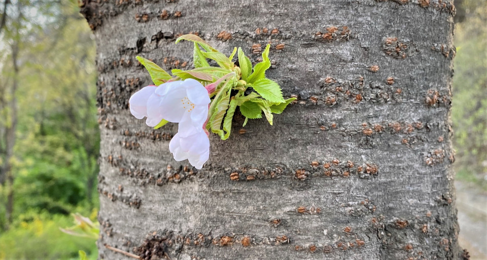 (Ảnh: Anh Nguyên/Vietnam+)