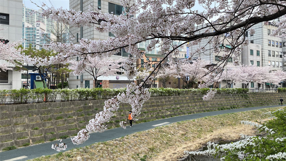 Vì thế, chính quyền quận Songpa đã thực hiện ý tưởng độc đáo giúp người dân có thể ngắm hoa trực tuyến tại nhà. (Ảnh: Anh Nguyên/Vietnam+)