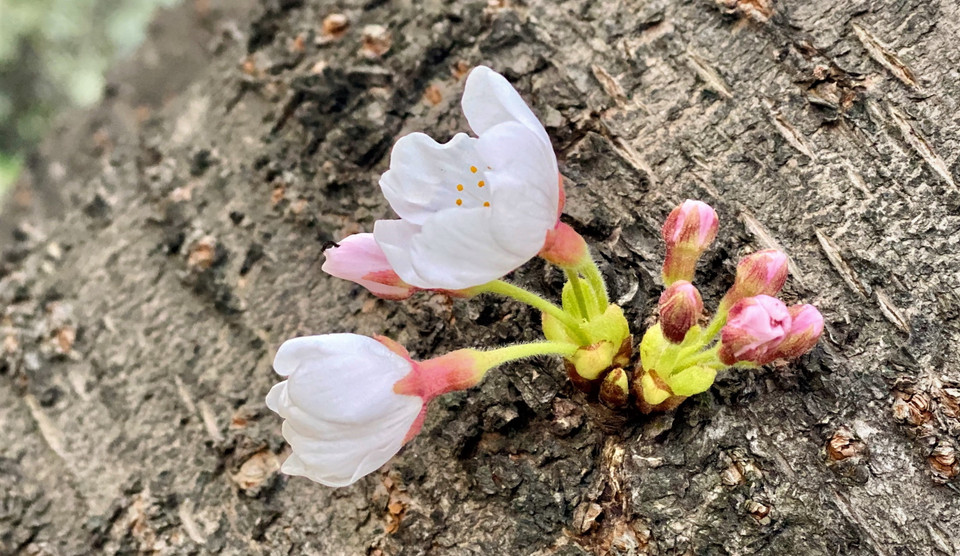 (Ảnh: Anh Nguyên/Vietnam+)