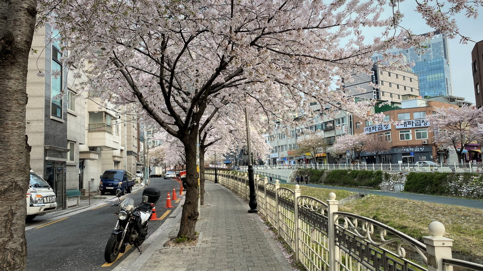 Hàng năm, lễ hội hoa anh đào hồ Seokchon là một hoạt động du lịch tiêu biểu hằng năm của quận Songpa. (Ảnh: Anh Nguyên/Vietnam+)