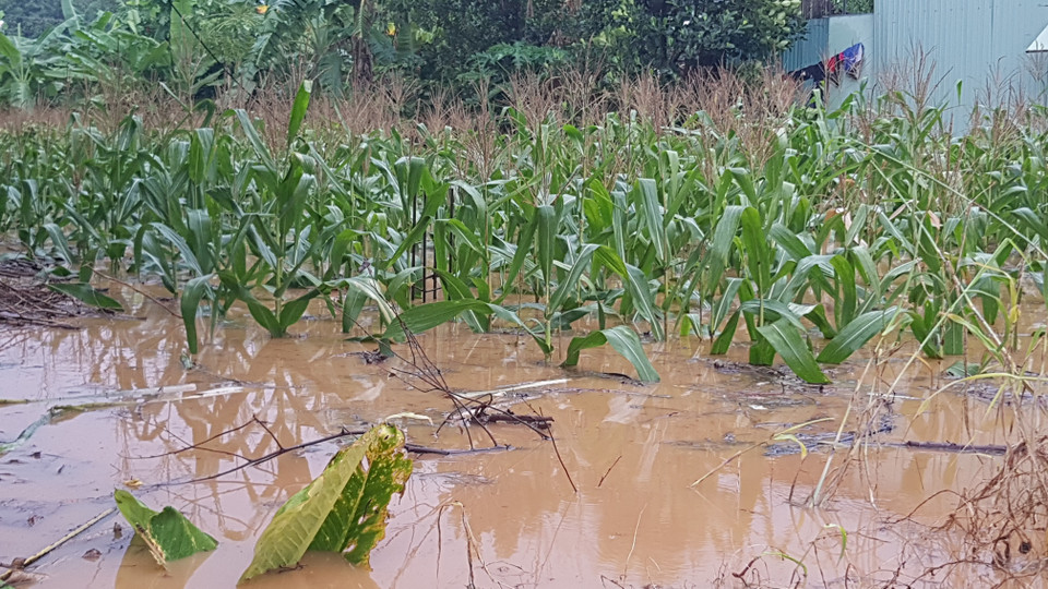 137 căn nhà bị ảnh hưởng; khoảng 230 ha diện tích cây trồng gồm: Điều, cao su, hoa màu và ao cá bị ngập nước. (Ảnh: Đậu Tất Thành/TTXVN)