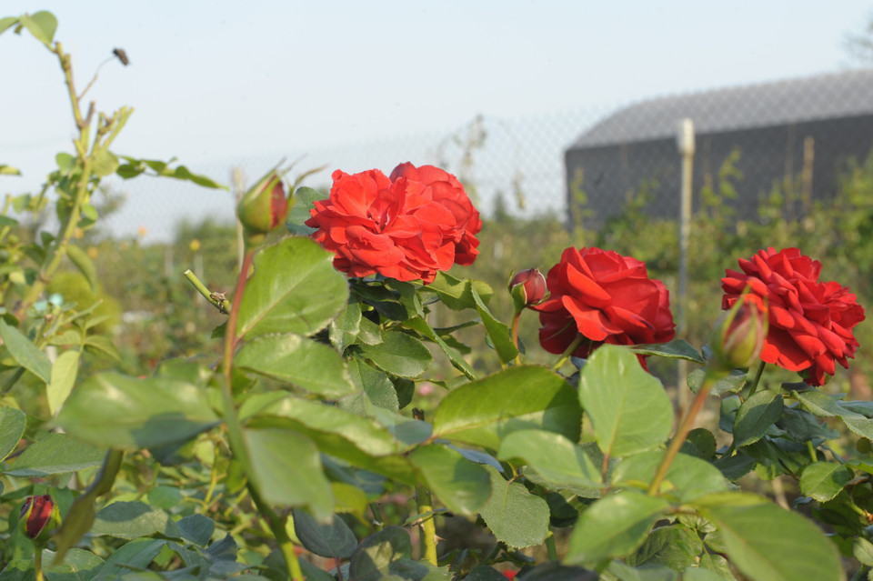 Hoa Hạ Lôi khoe sắc. (Ảnh: Mạnh Khánh/TTXVN)