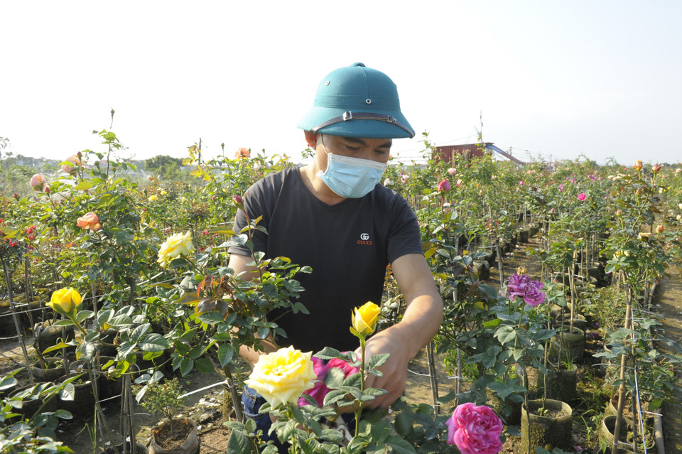 Người trồng hoa Hạ Lôi chăm sóc hoa phục vụ Tết Nhâm Dần 2021. (Ảnh: TTXVN)