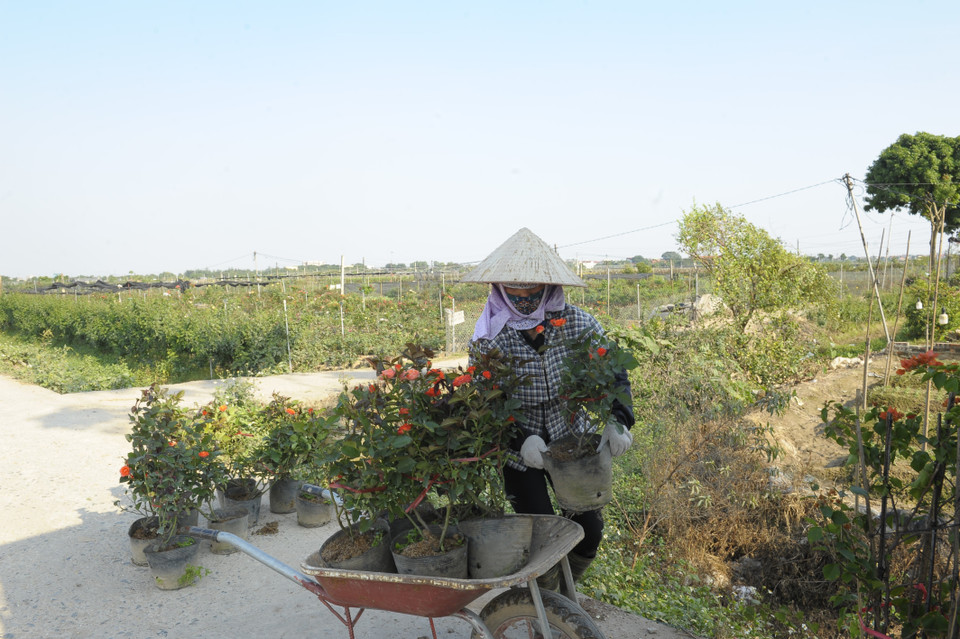 Hoa Hạ Lôi được vận chuyển đi tiêu thụ tại nhiều tỉnh, thành trong cả nước. (Ảnh: Mạnh Khánh/TTXVN)