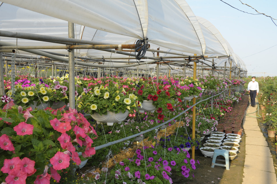 Ngoài những giống hoa truyền thống, người dân Hạ Lôi đã đưa những giống hoa mới ngoại nhập vào trồng. (Ảnh: Mạnh Khánh/TTXVN)
