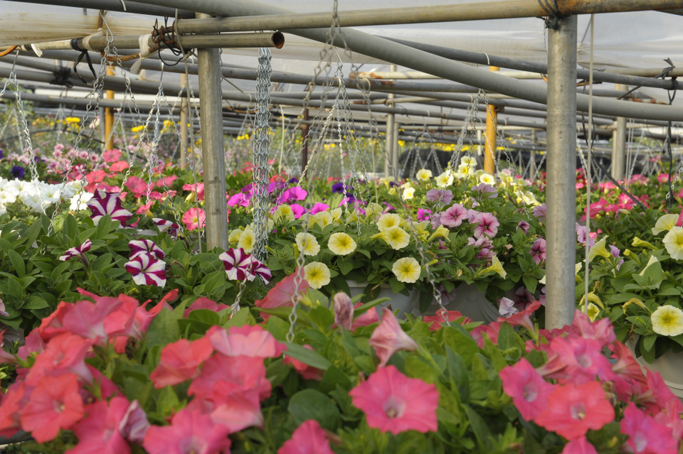 Mặc dù dịch COVID-19 diễn biến phức tạp nhưng hiện tại làng hoa Hạ Lôi xã Mê Linh - vựa hoa lớn nhất của huyện Mê Linh (Hà Nội), người dân vẫn duy trì trồng và chăm sóc cây hoa, chuẩn bị phục vụ Tết Nhâm Dần 2021. (Ảnh: Mạnh Khánh/TTXVN)