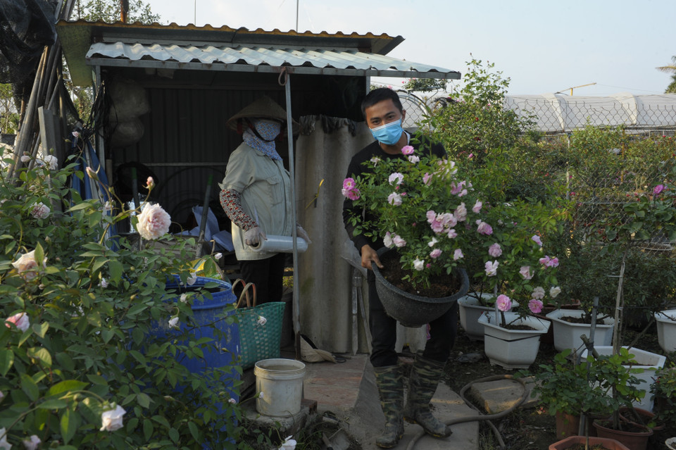Với diện tích hơn 200ha, làng hoa Hạ Lôi cung cấp hoa tươi cho nhiều tỉnh thành trong cả nước. (Ảnh: Mạnh Khánh/TTXVN)