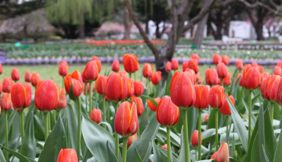 Khu vườn Tulip Top Gardens - cách Thủ đô Canberra của Australia khoảng 20km, là địa điểm được du khách yêu mến và tới thăm mỗi dịp Xuân về. (Ảnh: Sao Băng/Vietnam+)