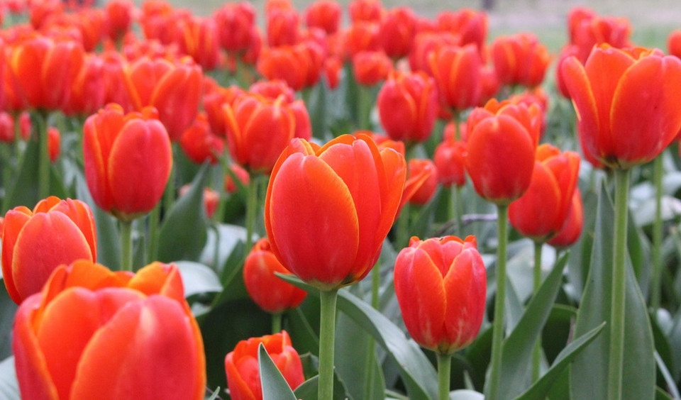 Khu vườn Tulip Top Gardens - cách Thủ đô Canberra của Australia khoảng 20km, là địa điểm được du khách yêu mến và tới thăm mỗi dịp Xuân về. (Ảnh: Sao Băng/Vietnam+)
