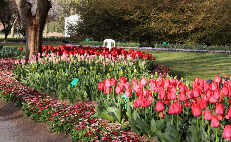 Khu vườn Tulip Top Gardens - cách Thủ đô Canberra của Australia khoảng 20km, là địa điểm được du khách yêu mến và tới thăm mỗi dịp Xuân về. (Ảnh: Sao Băng/Vietnam+)