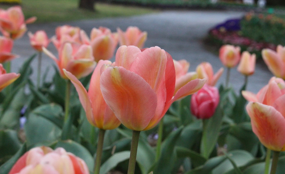Khu vườn Tulip Top Gardens - cách Thủ đô Canberra của Australia khoảng 20km, là địa điểm được du khách yêu mến và tới thăm mỗi dịp Xuân về. (Ảnh: Sao Băng/Vietnam+)
