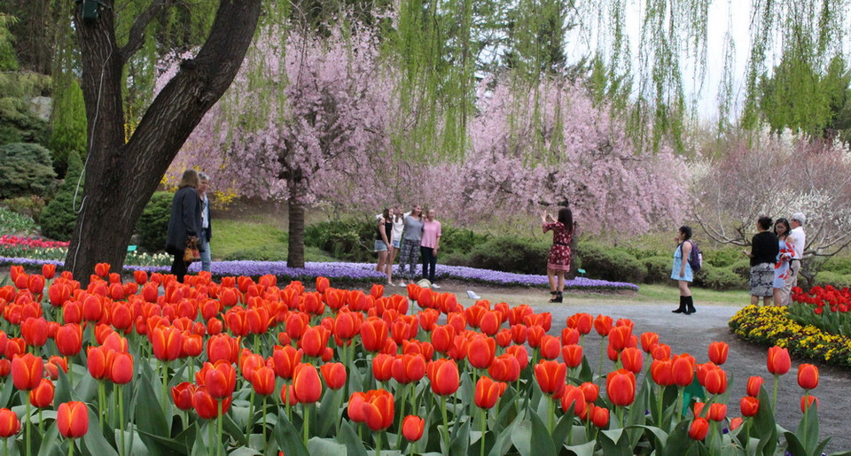 Khu vườn Tulip Top Gardens - cách Thủ đô Canberra của Australia khoảng 20km, là địa điểm được du khách yêu mến và tới thăm mỗi dịp Xuân về. (Ảnh: Sao Băng/Vietnam+)